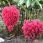 Alpinia