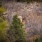 Moose