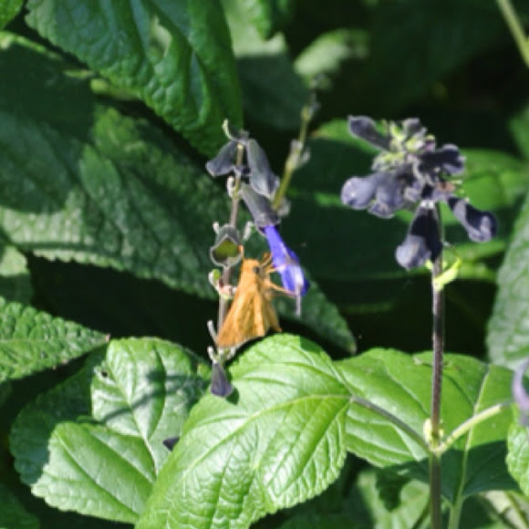 Spotting Image 1