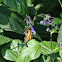 Fiery Skipper Butterfly