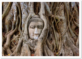 Buddha Head in Banyan Tree. Phra Nakhon Si Ayutthaya, Thailand