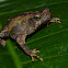 Toad
