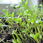 Propagator