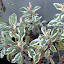 Salvia officinalis 'Tricolor' / Sage / Salbei