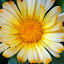 Calendula officinalis 'Citrus Cocktail' / Pot Marigold / Ringelblume
