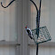Woodpecker