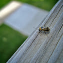 Bean Leaf Beetle