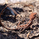 Two-lined dragon