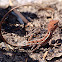 Two-lined dragon