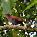 Squirrel cuckoo