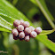 Unidentified insect eggs