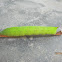 Hawk Moth Caterpillar