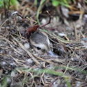 Northern Pintails