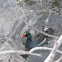 Common Gallinule