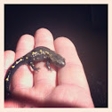 Spotted salamander