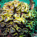 Torch Coral