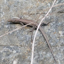 lagartija cenicienta, Spanish Psammodromus