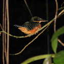 Green and rufous kingfisher