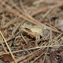 Spring Peeper