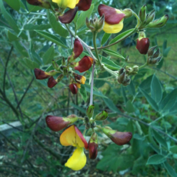 Pigeon Pea Project Noah
