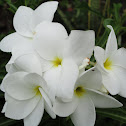 Frangipani