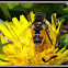 Syrphid Fly