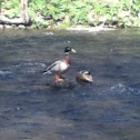 Mallard ducks