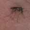 Mosquito
