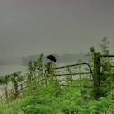 Turkey Vulture