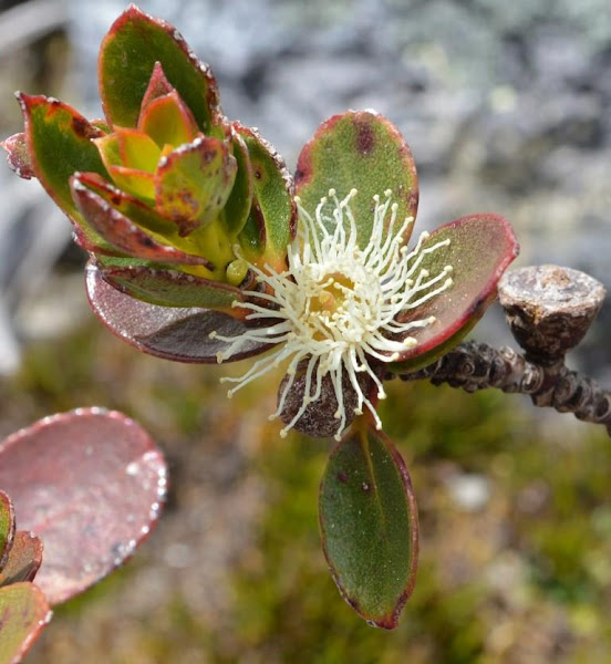 Varnished Gum Project Noah