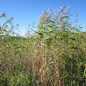 Common Reed Grass