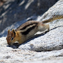 Golden-mantled ground squirrel