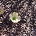 Flowering dogwood