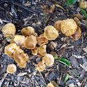 mushroom