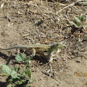 Side Blotched Lizard