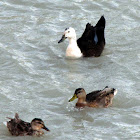 Mallard Ducks in eclipse plumage