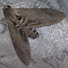 Convolvulus Hawk - female