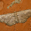 Common gray