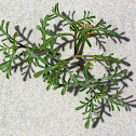 European searocket (Eruca marítima)