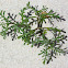 European searocket (Eruca marítima)
