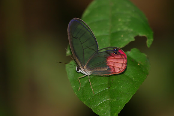 Spotting Image 1