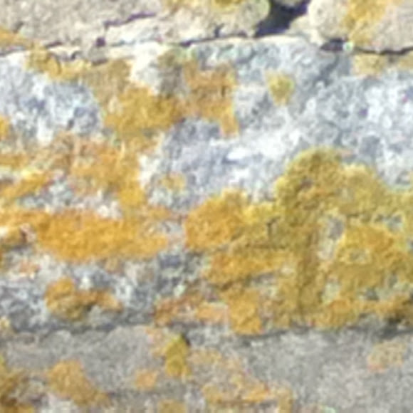 Spotting Image 1