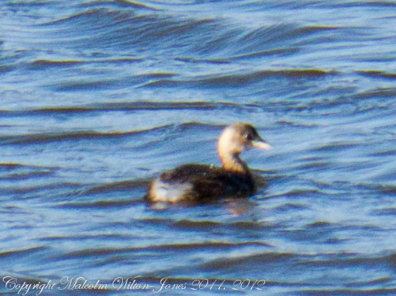 Spotting Image 1