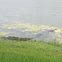 American alligator