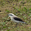 Lavadeira-mascarada (Masked Water-tyrant)