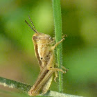 Grasshopper (nymph)