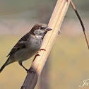 House Sparrow