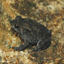 House Toad