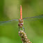 Common Darter