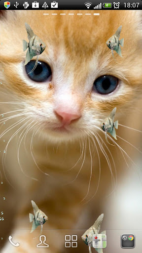 神仙鱼和小猫 动态壁纸